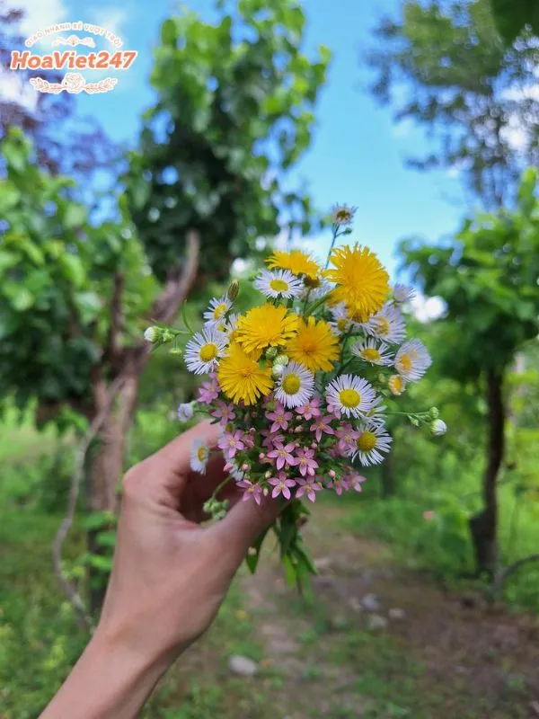 ý nghĩa hoa cúc họa mi vàng