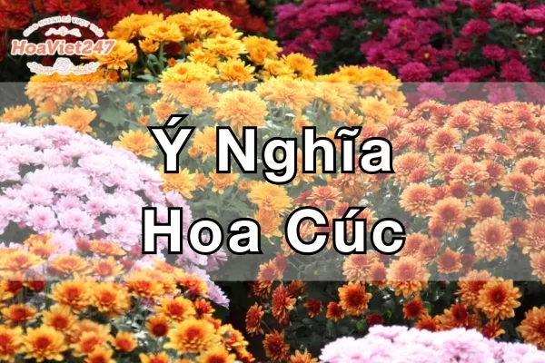 ý nghĩa hoa cúc