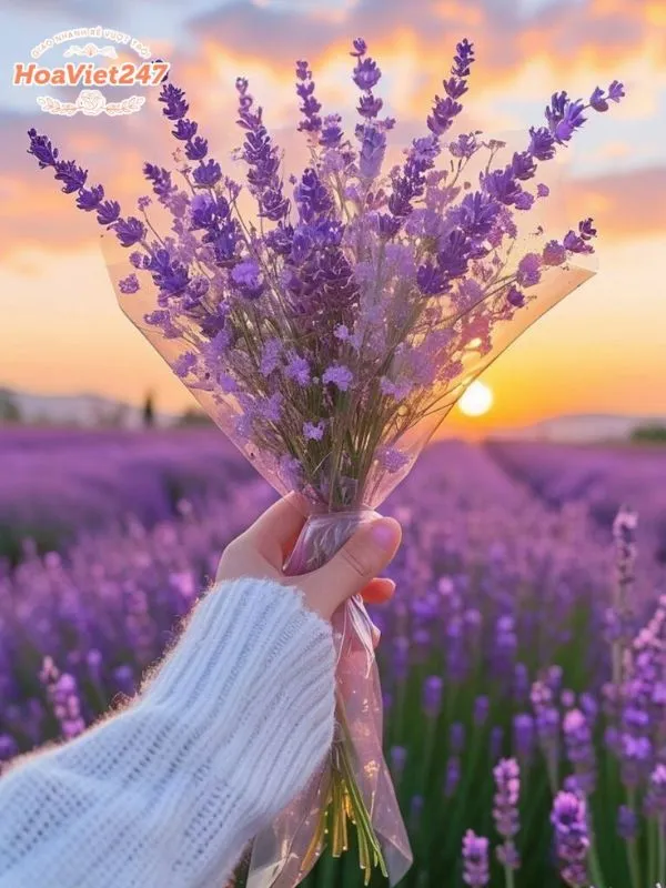 ý nghĩa hoa lavender trong tình yêu
