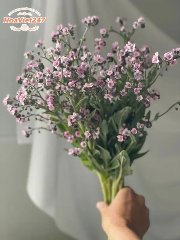 ý nghĩa hoa lưu ly hồng