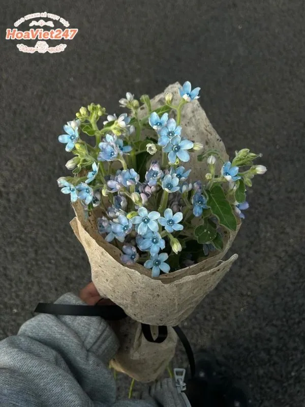 ý nghĩa hoa lưu ly trong tình bạn 
