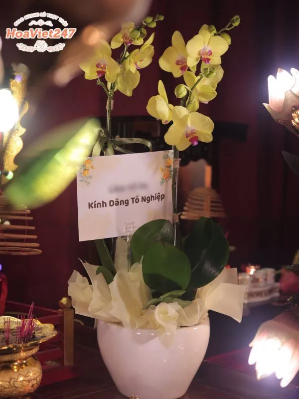 lan hồ điệp cúng tổ nghề sân khấu 