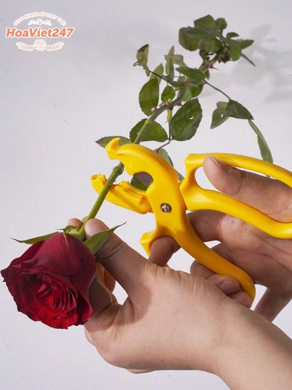 cắt bỏ lá thừa để bông hồng lâu tàn 