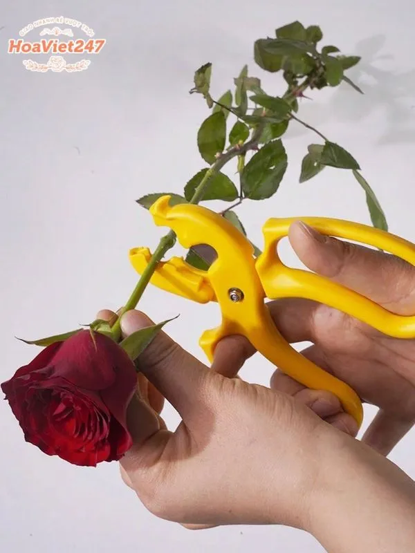 cắt bỏ lá thừa để bông hồng lâu tàn 
